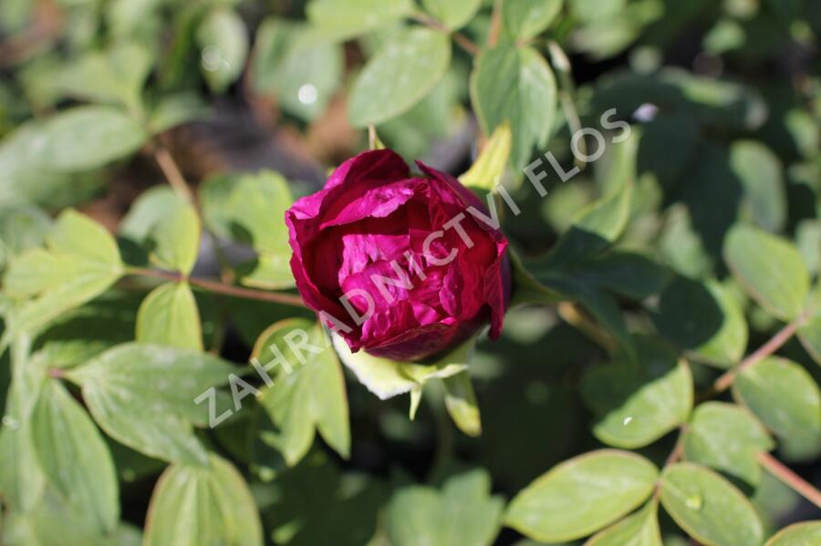 Pivoňka dřevitá 'Beauty of Tokyo' - Paeonia suffruticosa 'Beauty of Tokyo'