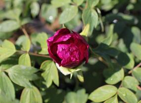 Pivoňka dřevitá 'Beauty of Tokyo' - Paeonia suffruticosa 'Beauty of Tokyo'