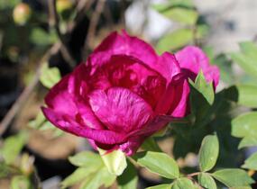 Pivoňka dřevitá 'Beauty of Tokyo' - Paeonia suffruticosa 'Beauty of Tokyo'
