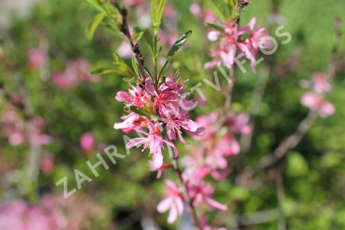 Mandloň nízká 'Fire Hill' - Prunus tenella 'Fire Hill'