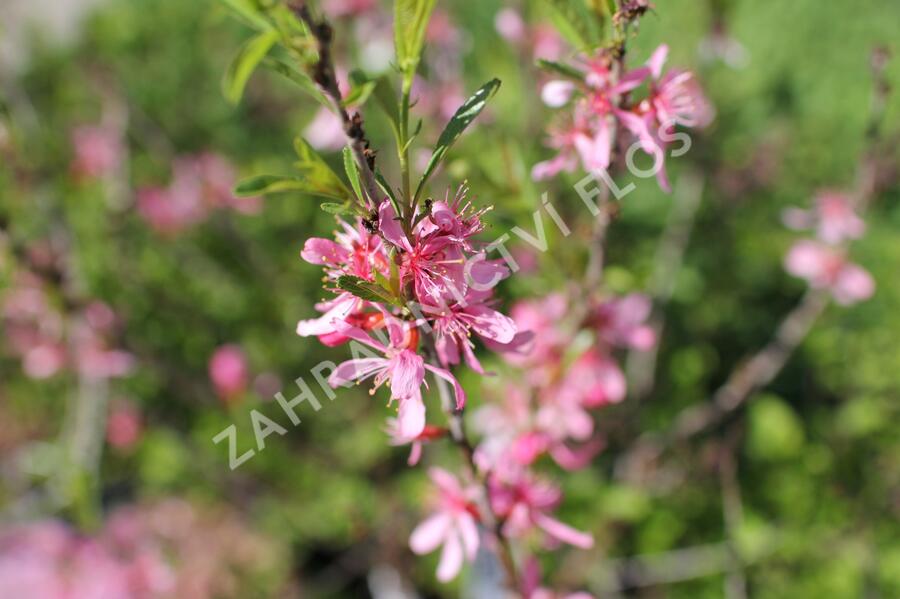 Mandloň nízká 'Fire Hill' - Prunus tenella 'Fire Hill'