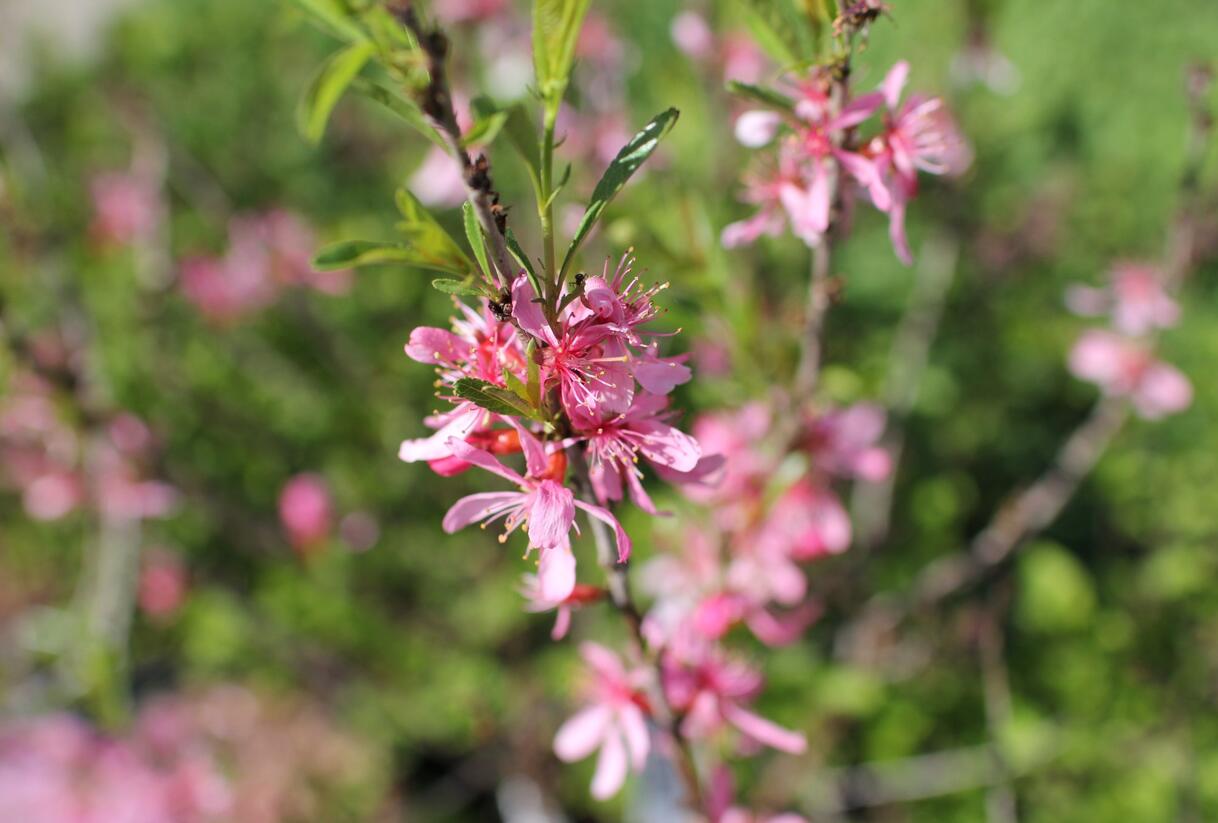 Mandloň nízká 'Fire Hill' - Prunus tenella 'Fire Hill'