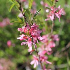 Mandloň nízká 'Fire Hill' - Prunus tenella 'Fire Hill'