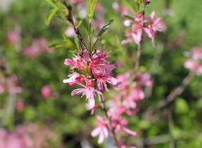 Mandloň nízká 'Fire Hill' - Prunus tenella 'Fire Hill'