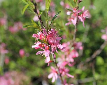 Mandloň nízká 'Fire Hill'