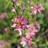 Prunus tenella 'Fire Hill'.JPG