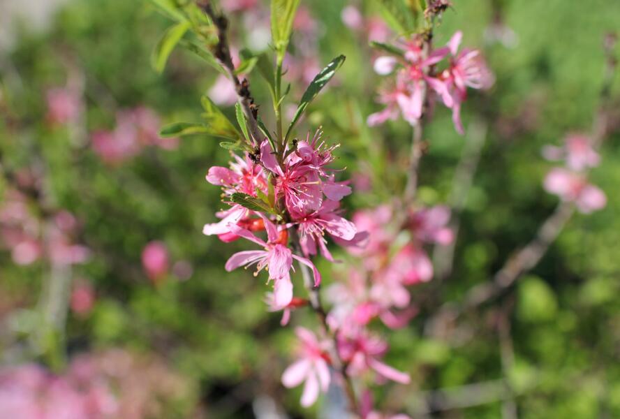 Mandloň nízká 'Fire Hill' - Prunus tenella 'Fire Hill'