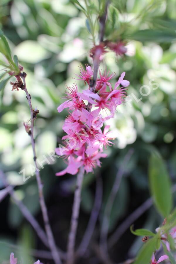 Mandloň nízká 'Fire Hill' - Prunus tenella 'Fire Hill'