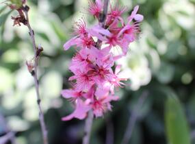 Mandloň nízká 'Fire Hill' - Prunus tenella 'Fire Hill'