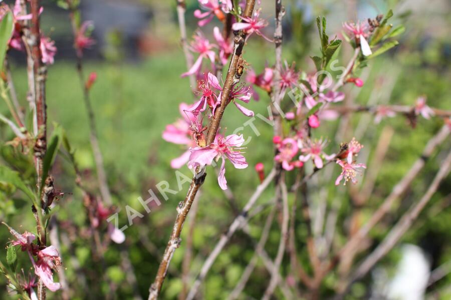 Mandloň nízká 'Fire Hill' - Prunus tenella 'Fire Hill'