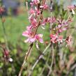 Mandloň nízká 'Fire Hill' - Prunus tenella 'Fire Hill'