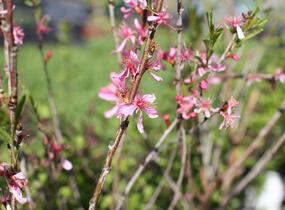 Mandloň nízká 'Fire Hill' - Prunus tenella 'Fire Hill'