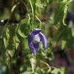 Plamének alpský 'Pamela Jackman' - Clematis alpina 'Pamela Jackman'