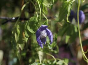 Plamének alpský 'Pamela Jackman' - Clematis alpina 'Pamela Jackman'