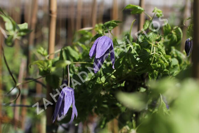 Plamének alpský 'Pamela Jackman' - Clematis alpina 'Pamela Jackman'