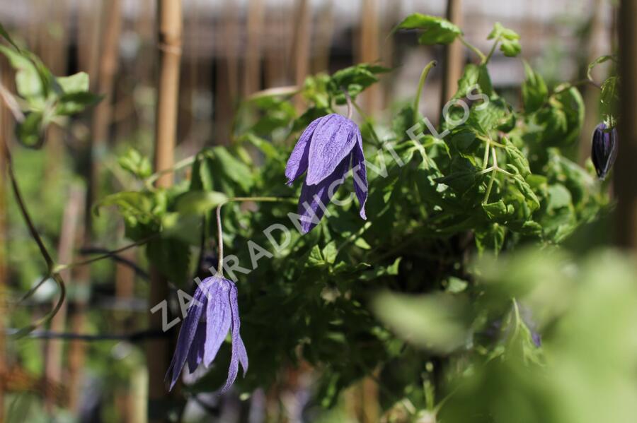 Plamének alpský 'Pamela Jackman' - Clematis alpina 'Pamela Jackman'