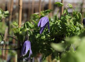 Plamének alpský 'Pamela Jackman' - Clematis alpina 'Pamela Jackman'