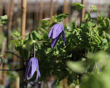 Plamének alpský 'Pamela Jackman'