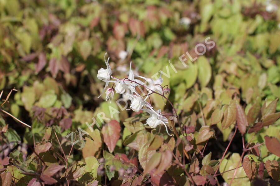 Škornice velkokvětá 'White Queen' - Epimedium grandiflorum 'White Queen'