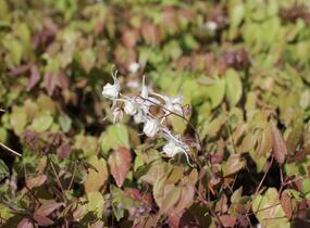 Škornice velkokvětá 'White Queen' - Epimedium grandiflorum 'White Queen'