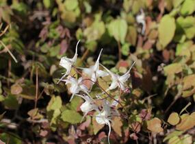 Škornice velkokvětá 'White Queen' - Epimedium grandiflorum 'White Queen'