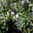 Hroznovec velkokvětý 'The Bride' - Exochorda macrantha 'The Bride'