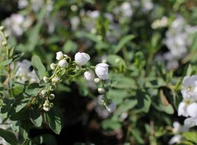 Hroznovec velkokvětý 'The Bride' - Exochorda macrantha 'The Bride'
