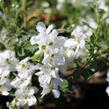 Hroznovec velkokvětý 'The Bride' - Exochorda macrantha 'The Bride'