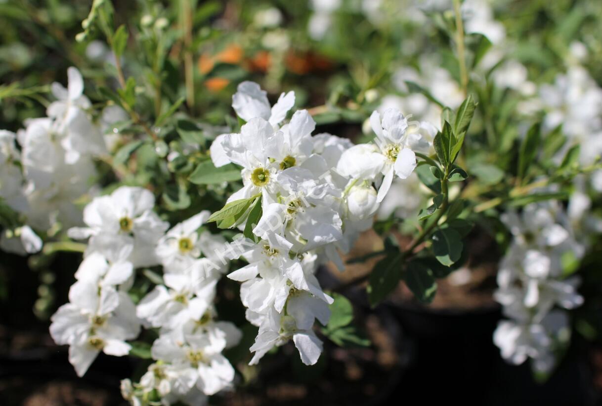 Hroznovec velkokvětý 'The Bride' - Exochorda macrantha 'The Bride'