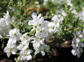Hroznovec velkokvětý 'The Bride' - Exochorda macrantha 'The Bride'