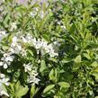 Hroznovec 'Niagara' - Exochorda racemosa 'Niagara'