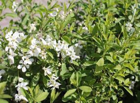 Hroznovec hroznatý 'Niagara' - Exochorda racemosa 'Niagara'