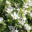 Hroznovec 'Niagara' - Exochorda racemosa 'Niagara'