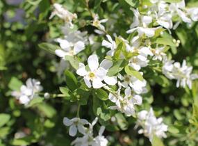 Hroznovec hroznatý 'Niagara' - Exochorda racemosa 'Niagara'