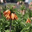Řebčík královský 'Aurora' - Fritillaria imperialis 'Aurora'
