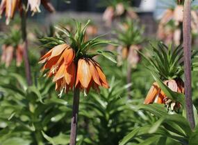 Řebčík královský 'Aurora' - Fritillaria imperialis 'Aurora'