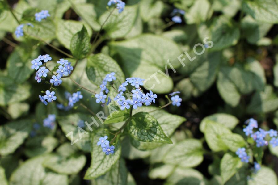 Pomněnkovec velkolistý 'Silver Spear' - Brunnera macrophylla 'Silver Spear'