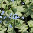 Pomněnkovec velkolistý 'Silver Spear' - Brunnera macrophylla 'Silver Spear'
