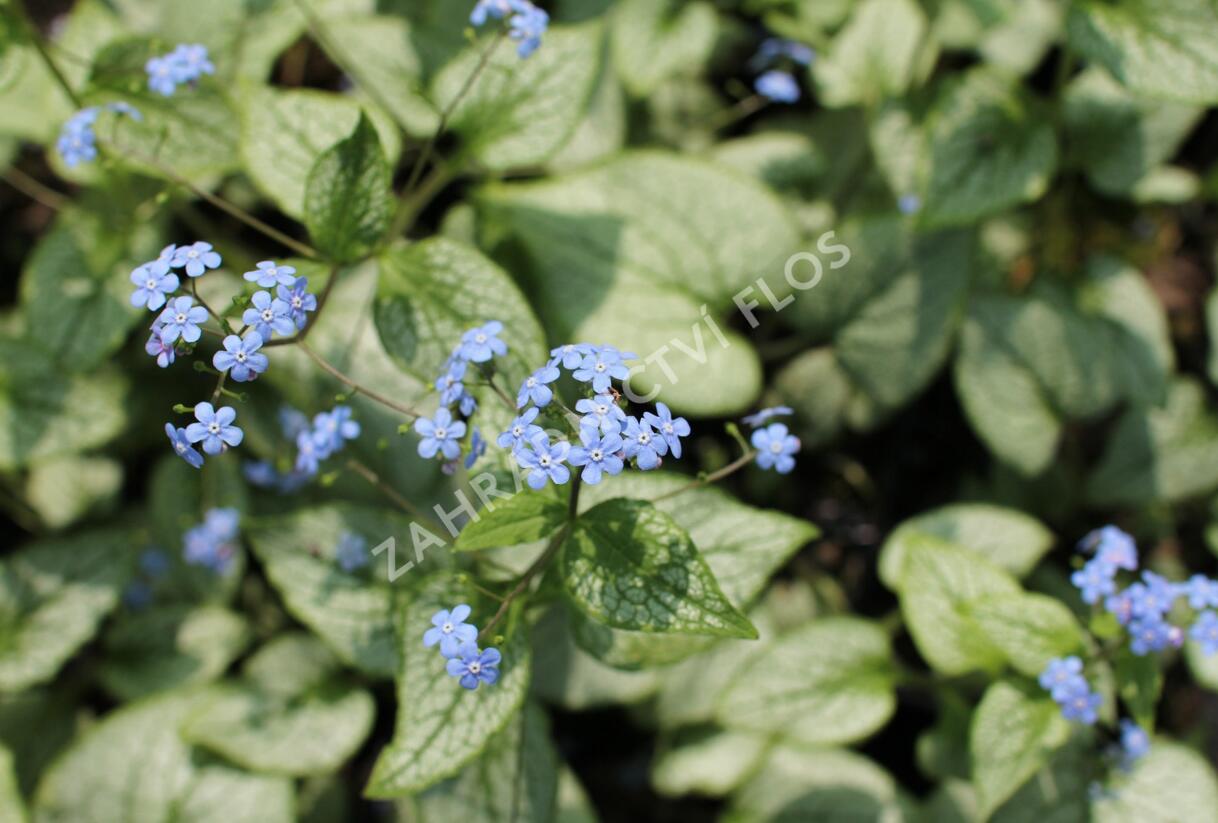 Pomněnkovec velkolistý 'Silver Spear' - Brunnera macrophylla 'Silver Spear'