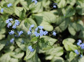 Pomněnkovec velkolistý 'Silver Spear' - Brunnera macrophylla 'Silver Spear'