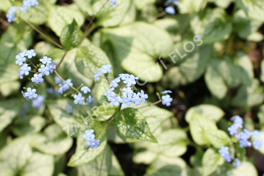 Pomněnkovec velkolistý 'Silver Spear' - Brunnera macrophylla 'Silver Spear'