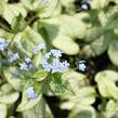 Pomněnkovec velkolistý 'Silver Spear' - Brunnera macrophylla 'Silver Spear'