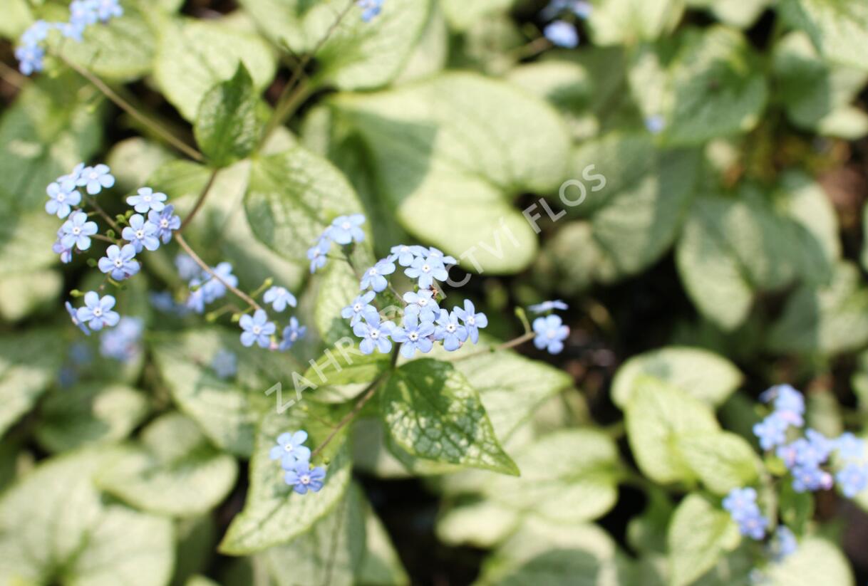 Pomněnkovec velkolistý 'Silver Spear' - Brunnera macrophylla 'Silver Spear'