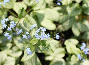 Pomněnkovec velkolistý 'Silver Spear' - Brunnera macrophylla 'Silver Spear'