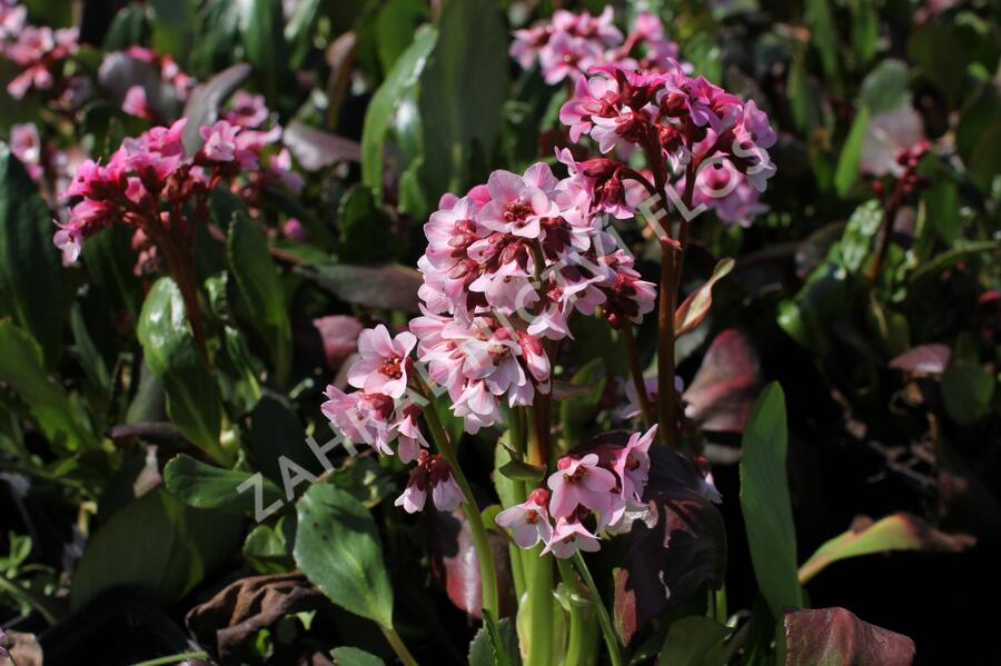 Bergénie srdčitá 'Pink Dragonfly' - Bergenia 'Pink Dragonfly'