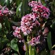 Bergénie srdčitá 'Pink Dragonfly' - Bergenia 'Pink Dragonfly'