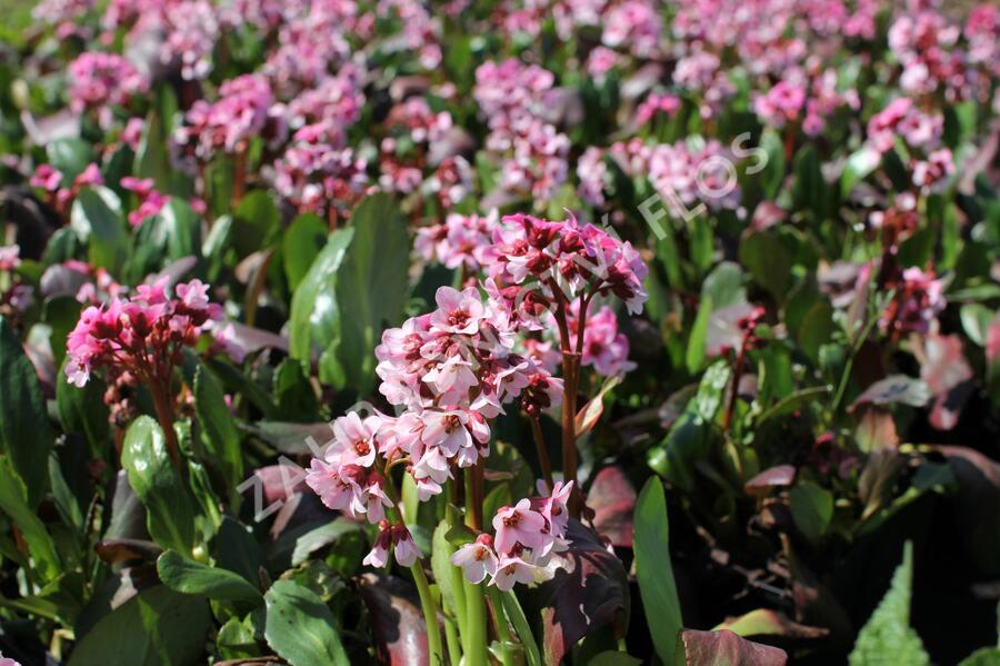 Bergénie srdčitá 'Pink Dragonfly' - Bergenia 'Pink Dragonfly'