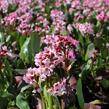 Bergénie srdčitá 'Pink Dragonfly' - Bergenia 'Pink Dragonfly'