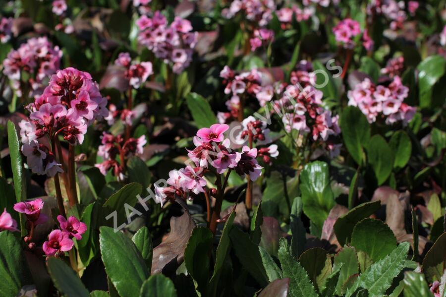 Bergénie srdčitá 'Pink Dragonfly' - Bergenia 'Pink Dragonfly'