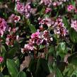 Bergénie srdčitá 'Pink Dragonfly' - Bergenia 'Pink Dragonfly'